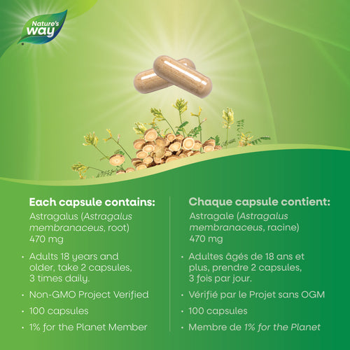 Astragalus Root / 100 capsules