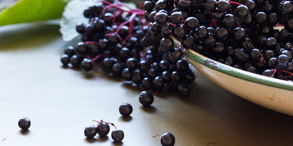 Oh so very elderberry: the berry with a long tradition of wellness.