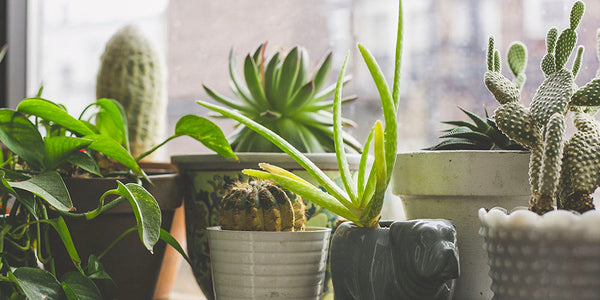 Picking plants for your office